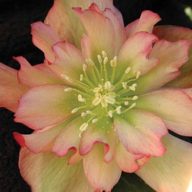 perennial_m_helleborus x hybridus winter jewel amber gem9jpg